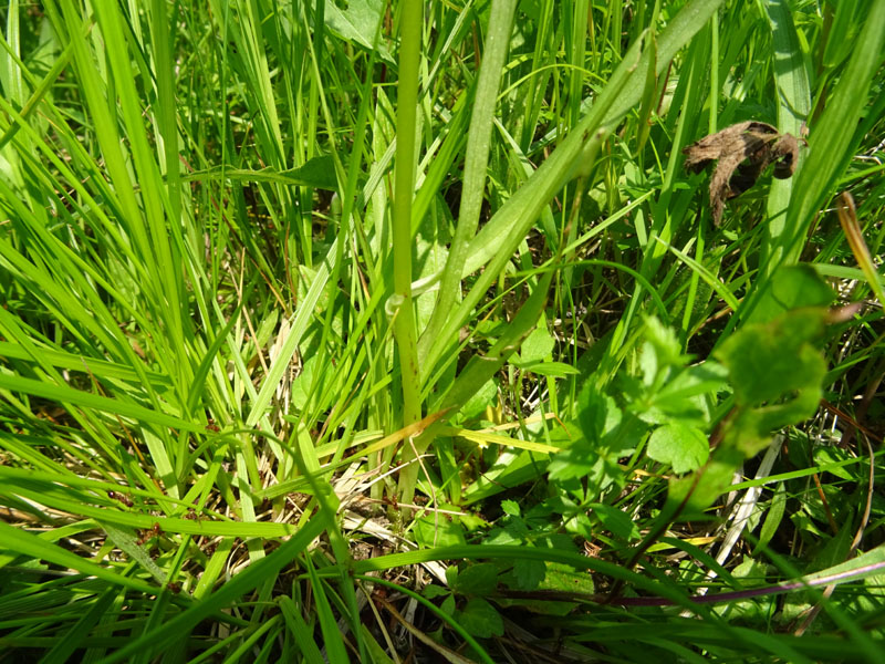 Dactylorhiza traunsteineri ?